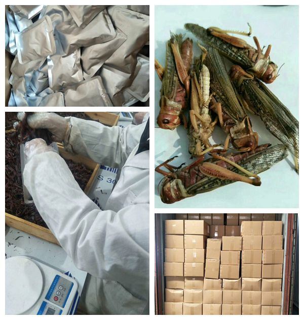 fresh grasshopper feed for reptiles