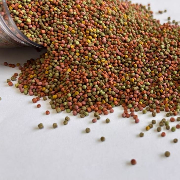 wild Parrot Bird food